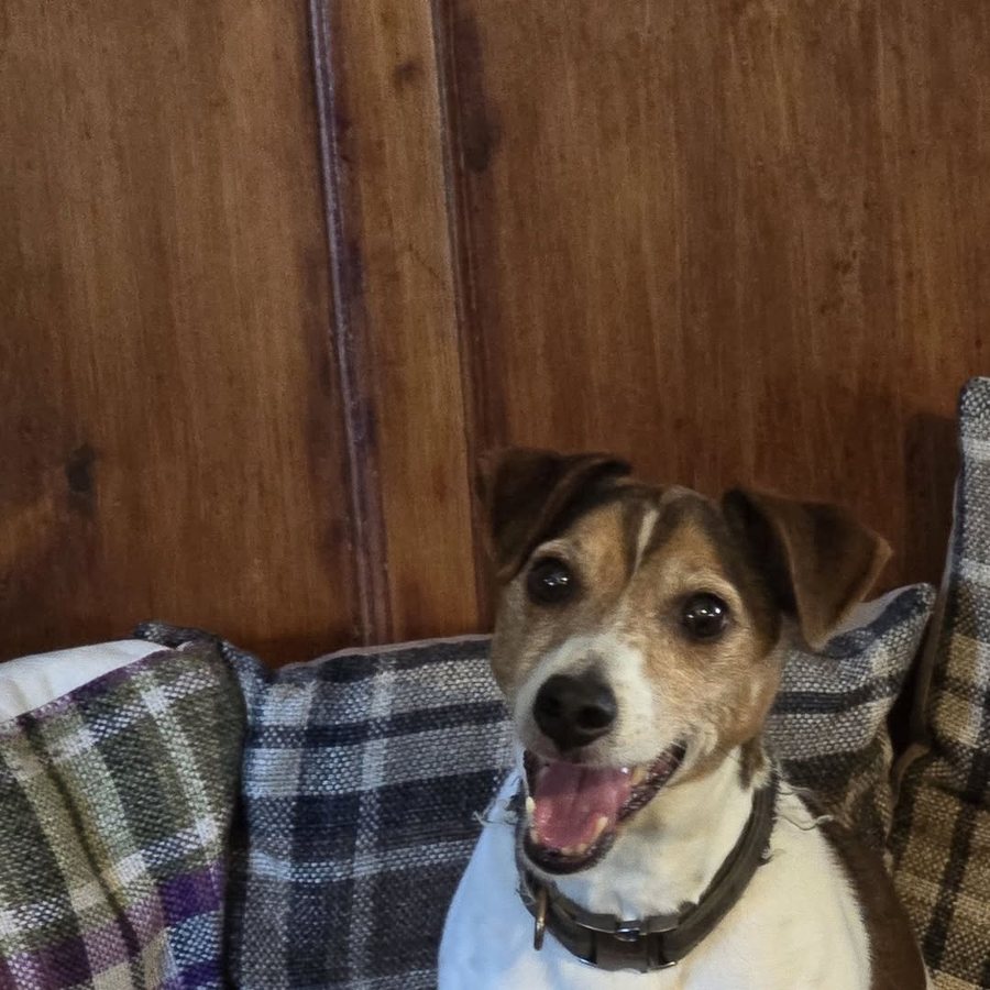 Jax, a Jack Russell terrier, sitting up on a tartan cushion against the pub’s pine panelling